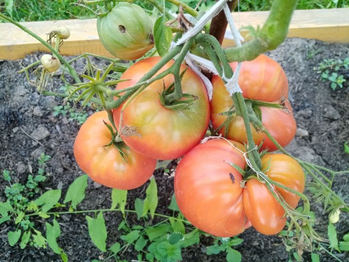 Сохранить каждый плод: как уберечь урожай томатов от фитофторы и ускорить его созревание